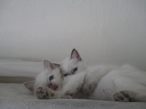 photo
